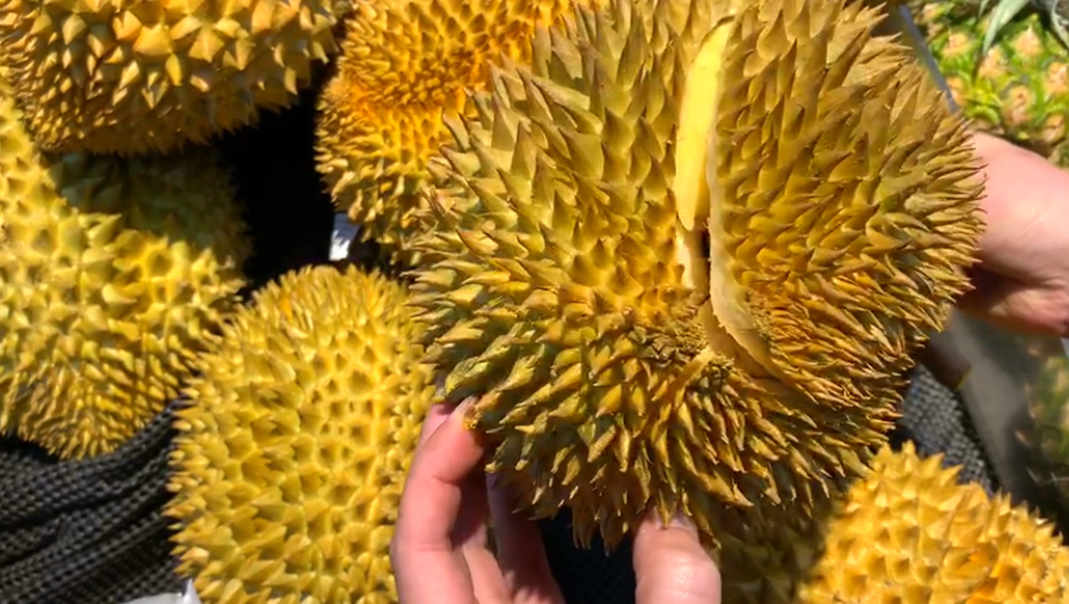 榴莲判断坏没坏,榴莲好果辨别