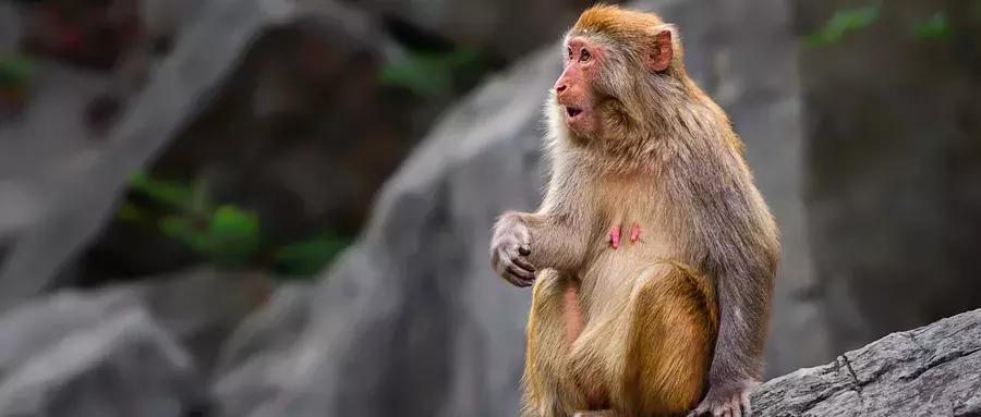 贺州姑婆山天然氧吧,姑婆山天然氧吧