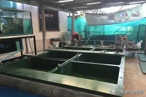 国外某熊孩子把龙鱼吓脱臼了