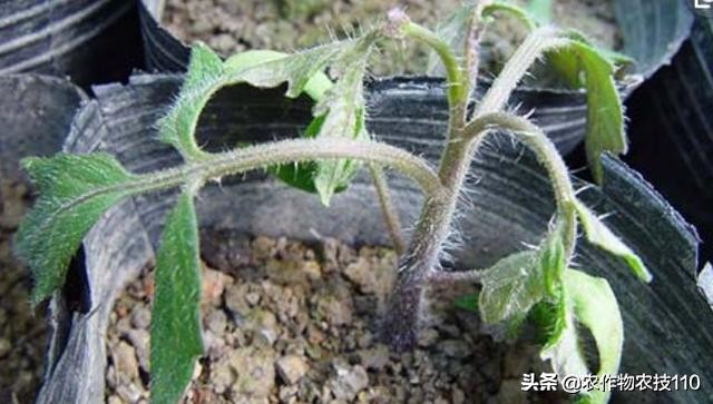 大棚西红柿阴雨天能打枝吗,阴雨天西红柿大棚湿度大怎么办