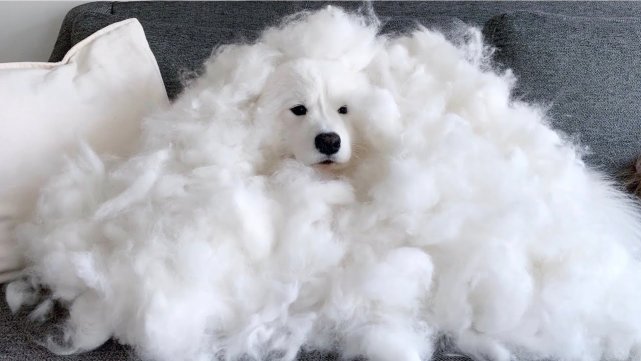 萨摩耶身体长癣,萨摩耶体内有虫什么症状