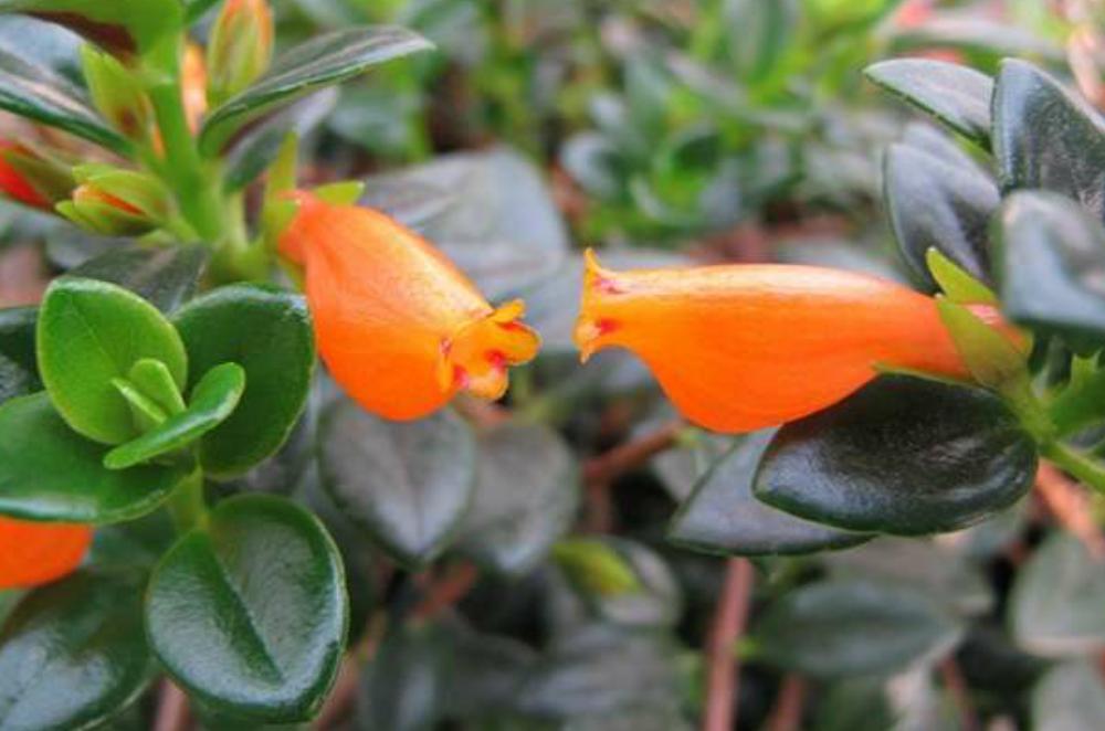 金鱼吊兰根系从底部出来了咋办,金鱼吊兰养殖方法及注意事项图片