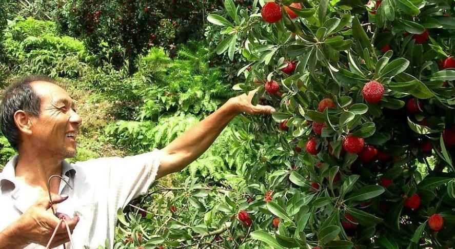 杨梅采收期间要注意什么,杨梅采摘后管理技术