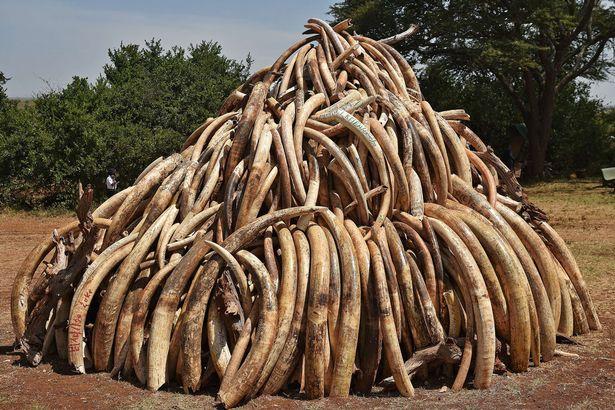 第六次生物大灭绝都会灭绝什么,第六次物种灭绝