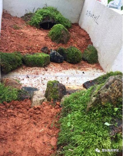 黄缘龟该如何造景,黄缘龟造景用河沙