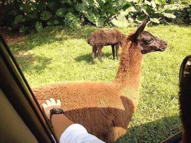 广州长隆野生动物世界游览图,广东广州长隆野生动物世界