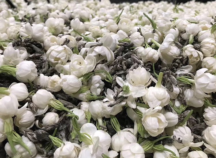 茉莉花茶不贵吧,茉莉花茶值得收藏吗