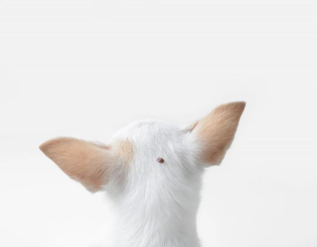 野外游玩谨防蜱叮咬,出门游玩怎么预防蜱虫叮咬