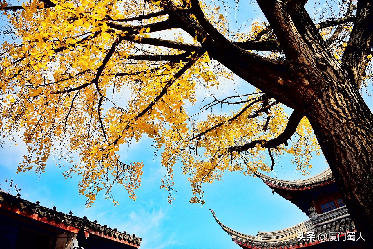 南京四大赏枫地 (南京赏枫胜地)