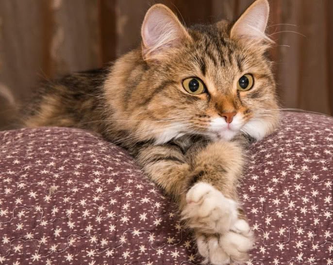 拽猫咪后腿的危害,拽猫尾巴的后果