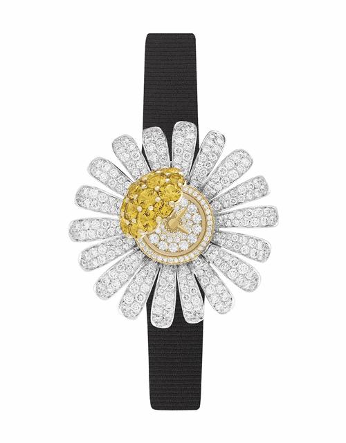 小雏菊不好的寓意,小雏菊为啥不吉利