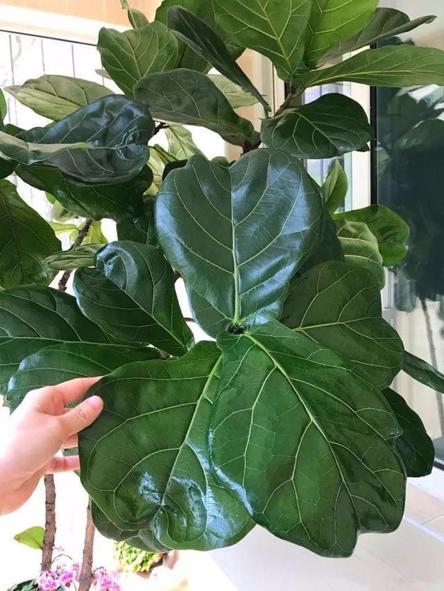 浇水多会不会长虫,生活小妙招怎么浇水才不会长虫