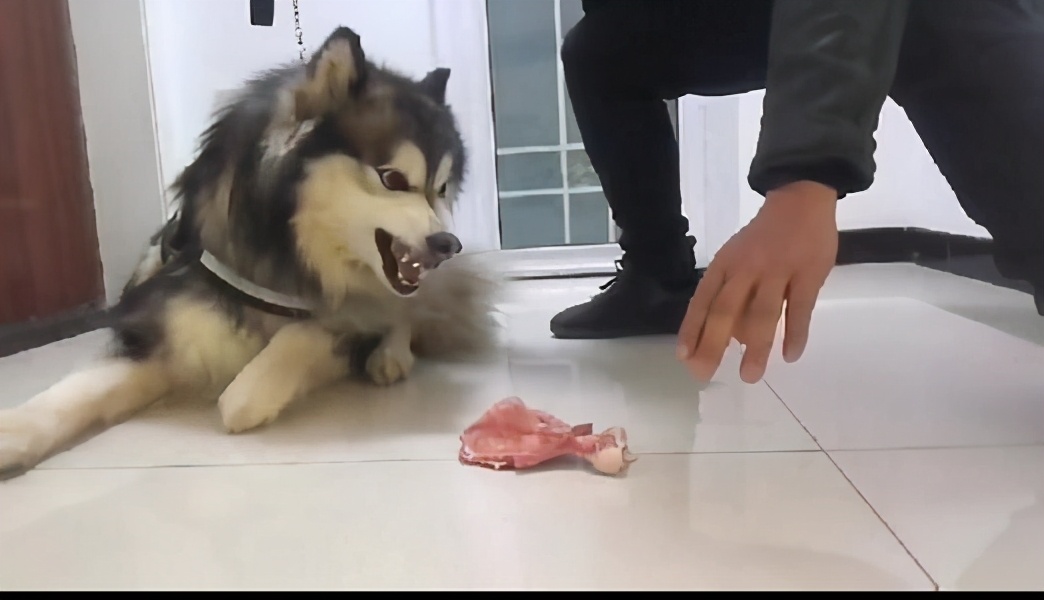 狗狗为什么会护自己的便便,泰迪狗狗护食的正确教育方法