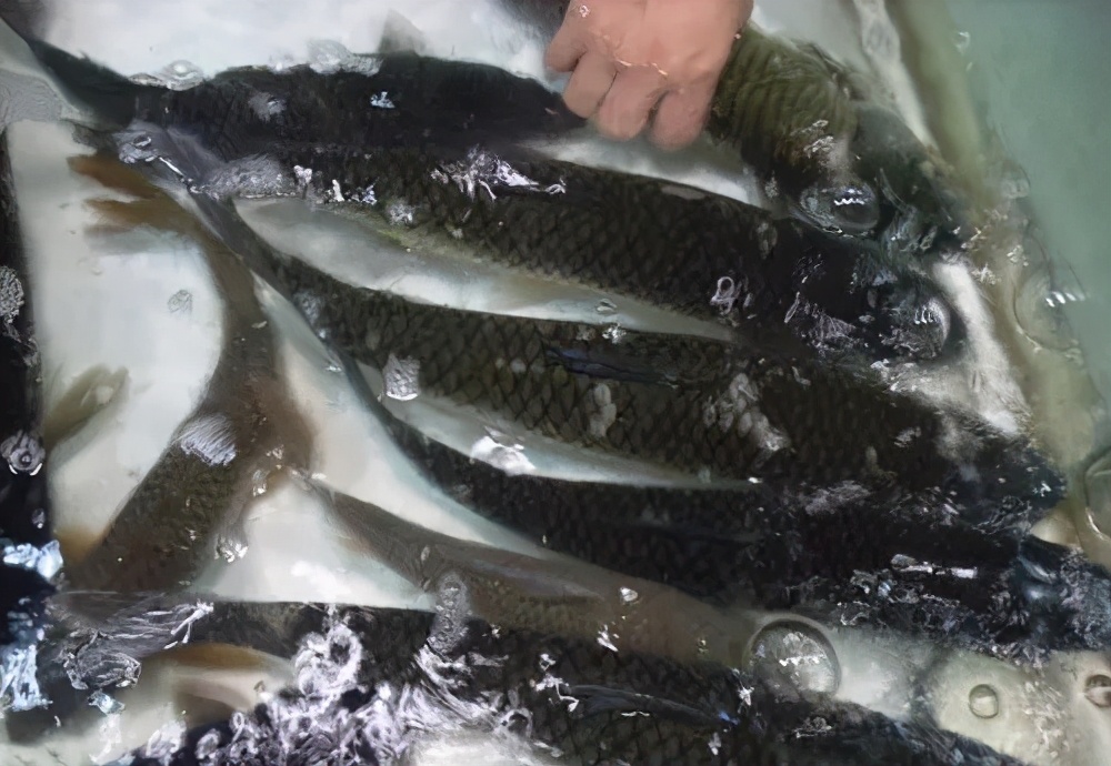 夏天买鱼容易死,夏天买鱼要怎么选