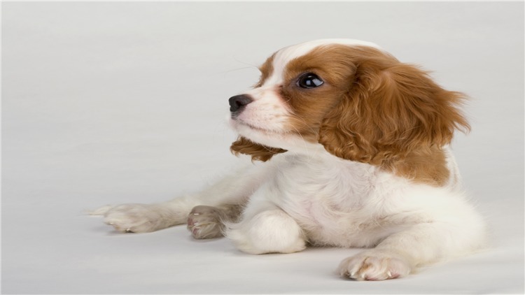 犬发情期注意事项,母小型犬发情怎么处理