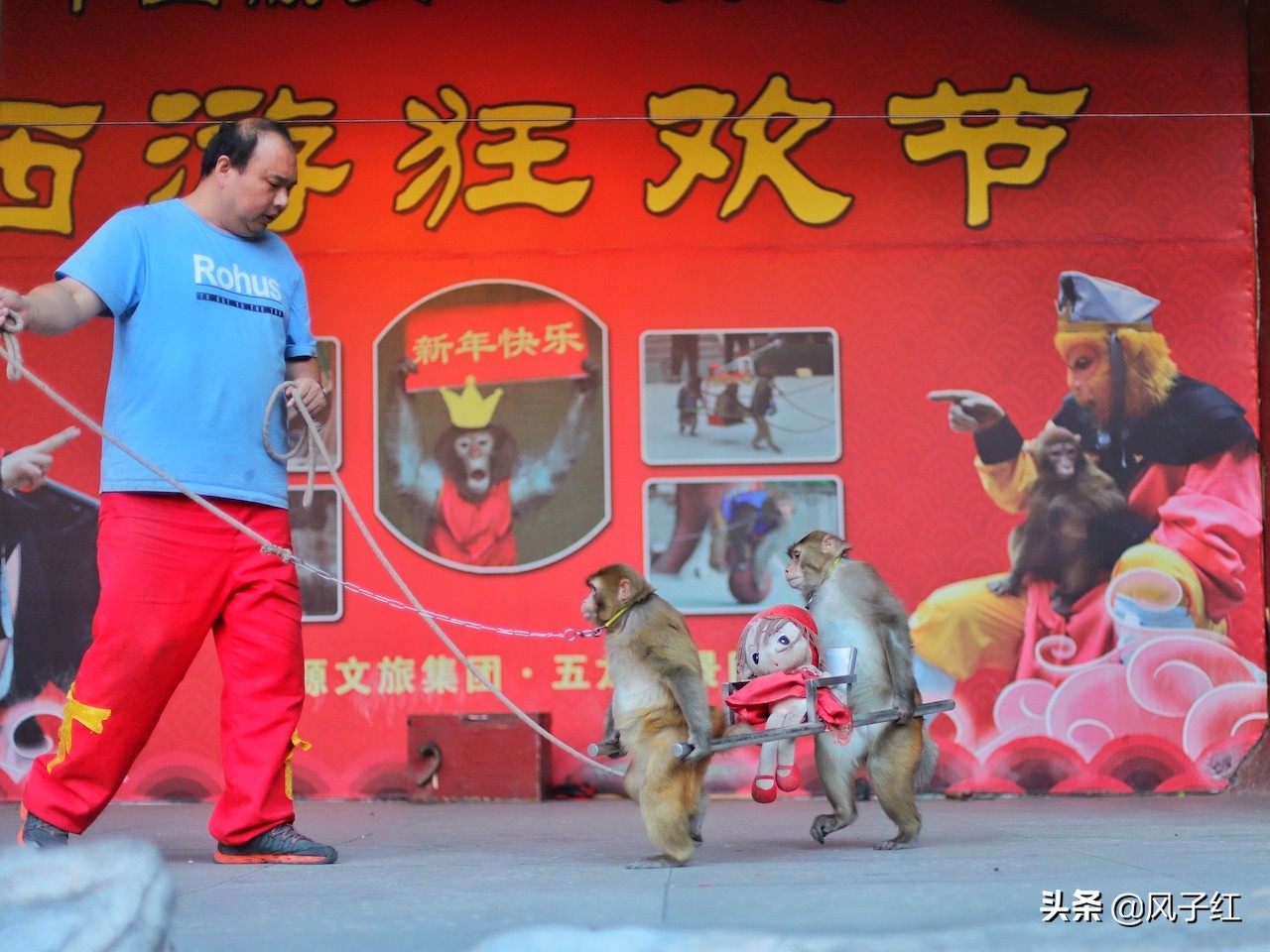 中国哪里的野生猕猴多,河南野生猕猴