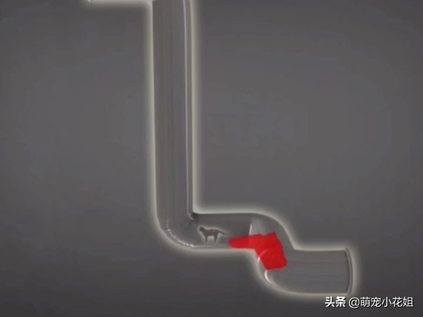 流浪猫掉进了通风井里没水喝,流浪猫为什么掉进井里