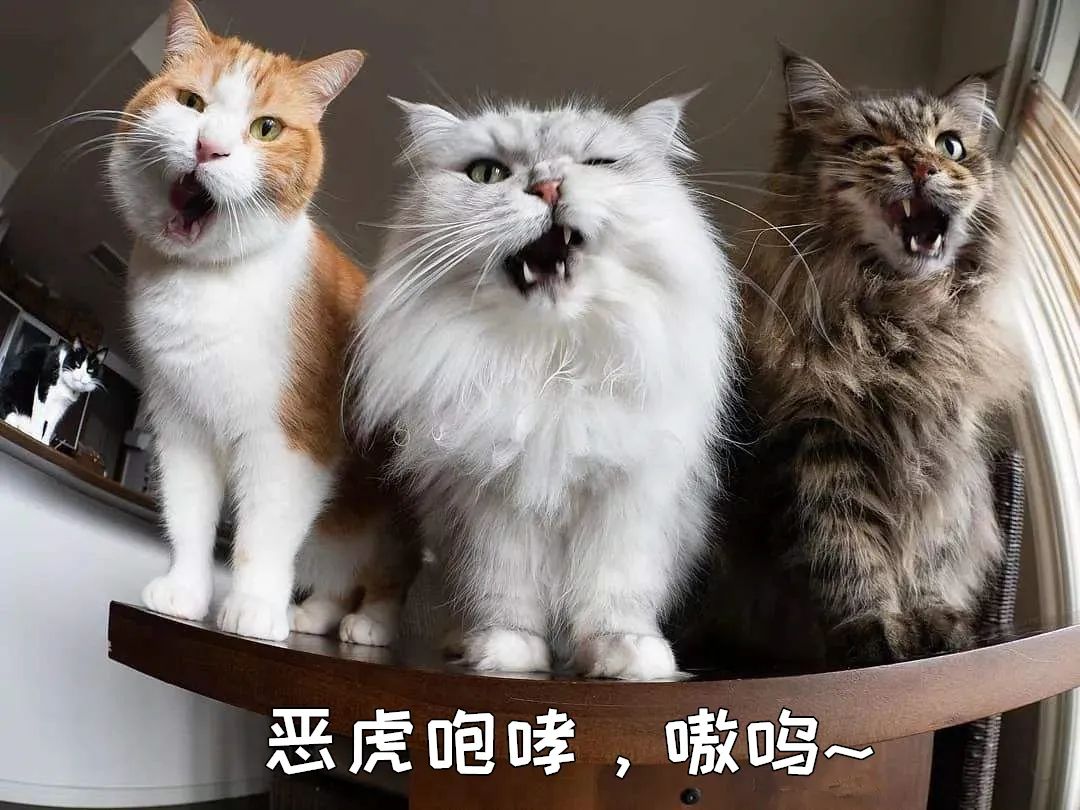 猫屎猫尿这么臭怎么办,猫在猫砂盆里大便臭吗