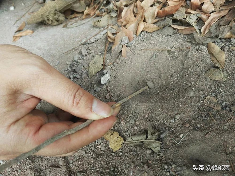 8000元一斤的“沙王八”，专吃肉却连肛门都没有，屎去哪了？