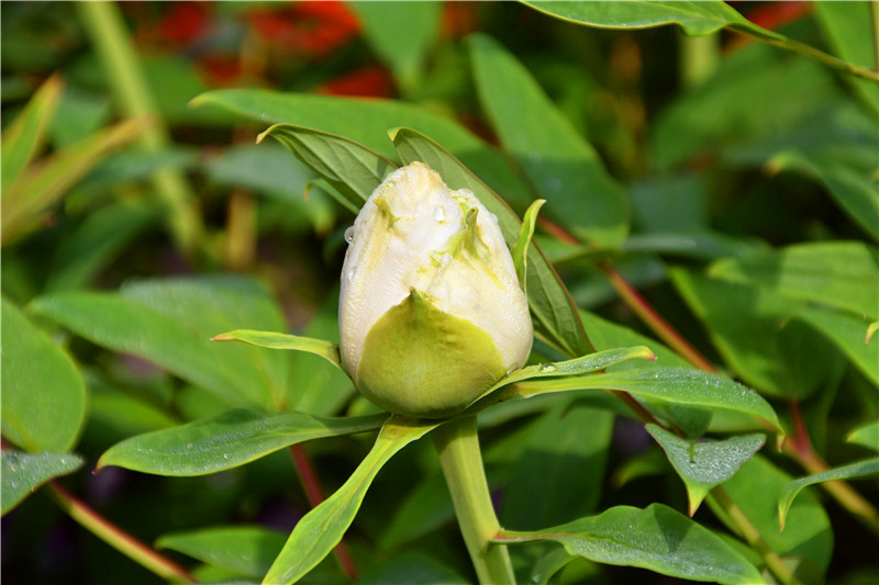 西安牡丹苑,西安牡丹苑小区