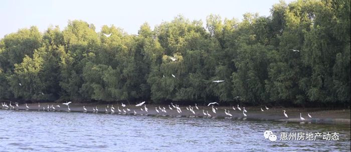 大亚湾临深未来趋势,惠州临深片区未来发展机遇