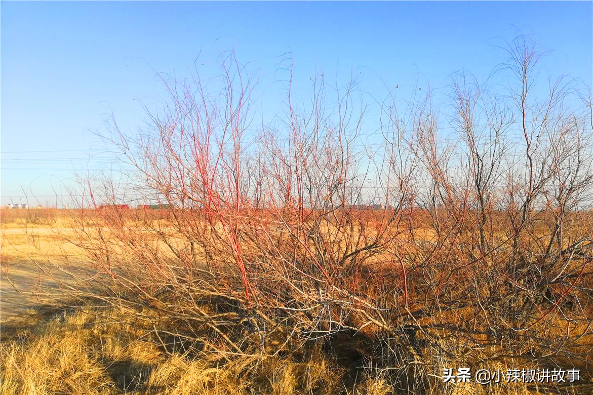 瀹夊Ξ钀芥按鍚庣殑鏁呬簨,瀹夊Ξ鑳屽悗鏁呬簨浠や汉娉洰