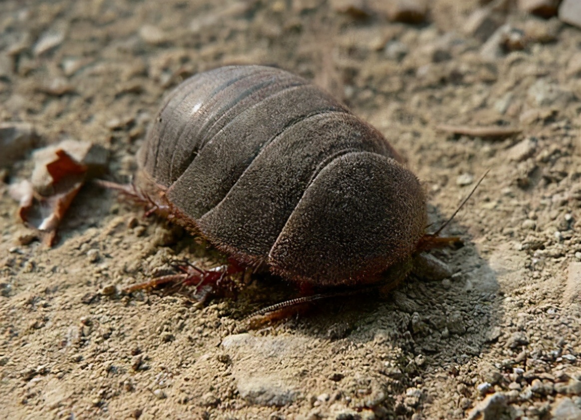 身披铠甲的土肥圆，土鳖不是形容词，而是餐桌上100一斤的美食