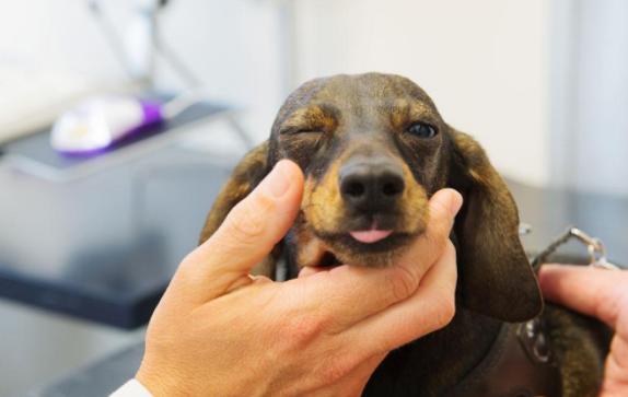 家里狗掉毛难闻是什么病,狗狗身体发臭什么原因