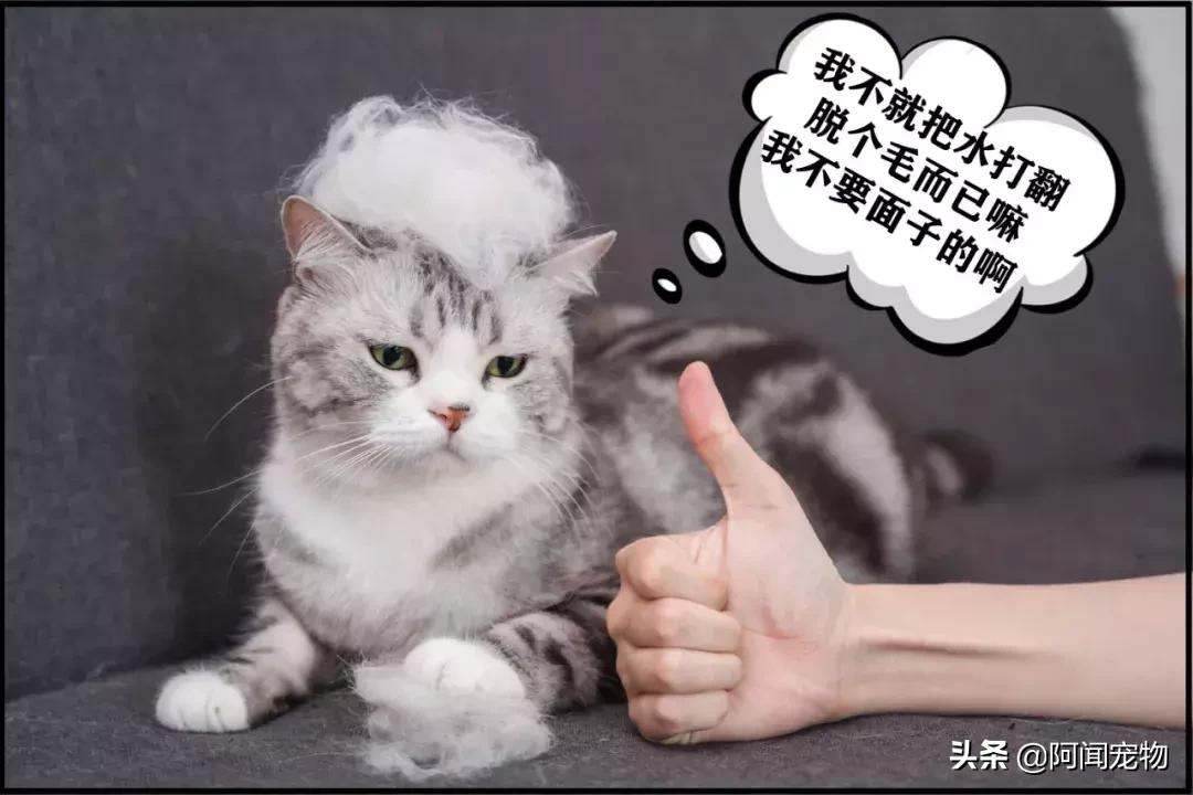 养宠物的哪个瞬间让你最崩溃,养宠物的24个扎心日常