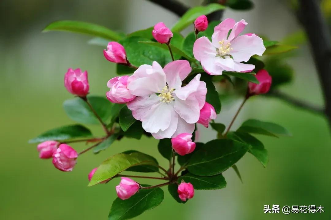 海棠春睡，樱花如雪，两种花卉如何辨识区别？