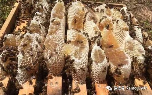 刚收的蜜蜂防逃方法,刚收回来的蜜蜂如何预防飞逃