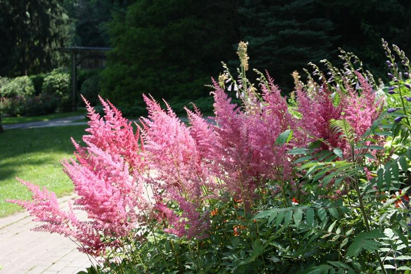 四季常开且有浓郁香味好养的花,适合懒人养的四季花一串红