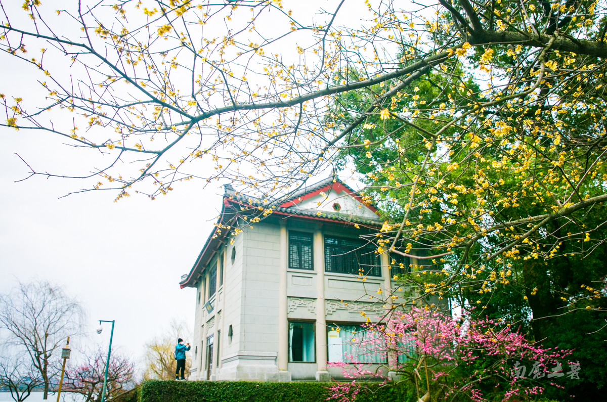 杭州西湖孤山梅花,杭州西湖赏梅花