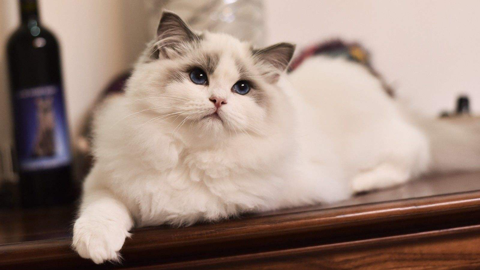 猫咪尿液怎么处理,猫咪尿液沉淀有血