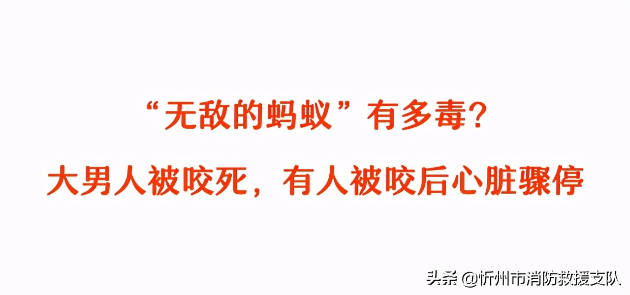 食人蚁袭击人类,一口气看完食人蚁袭击人类