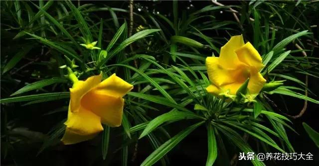 常见小区绿化100种植物图片,常见的水生植物有哪些种