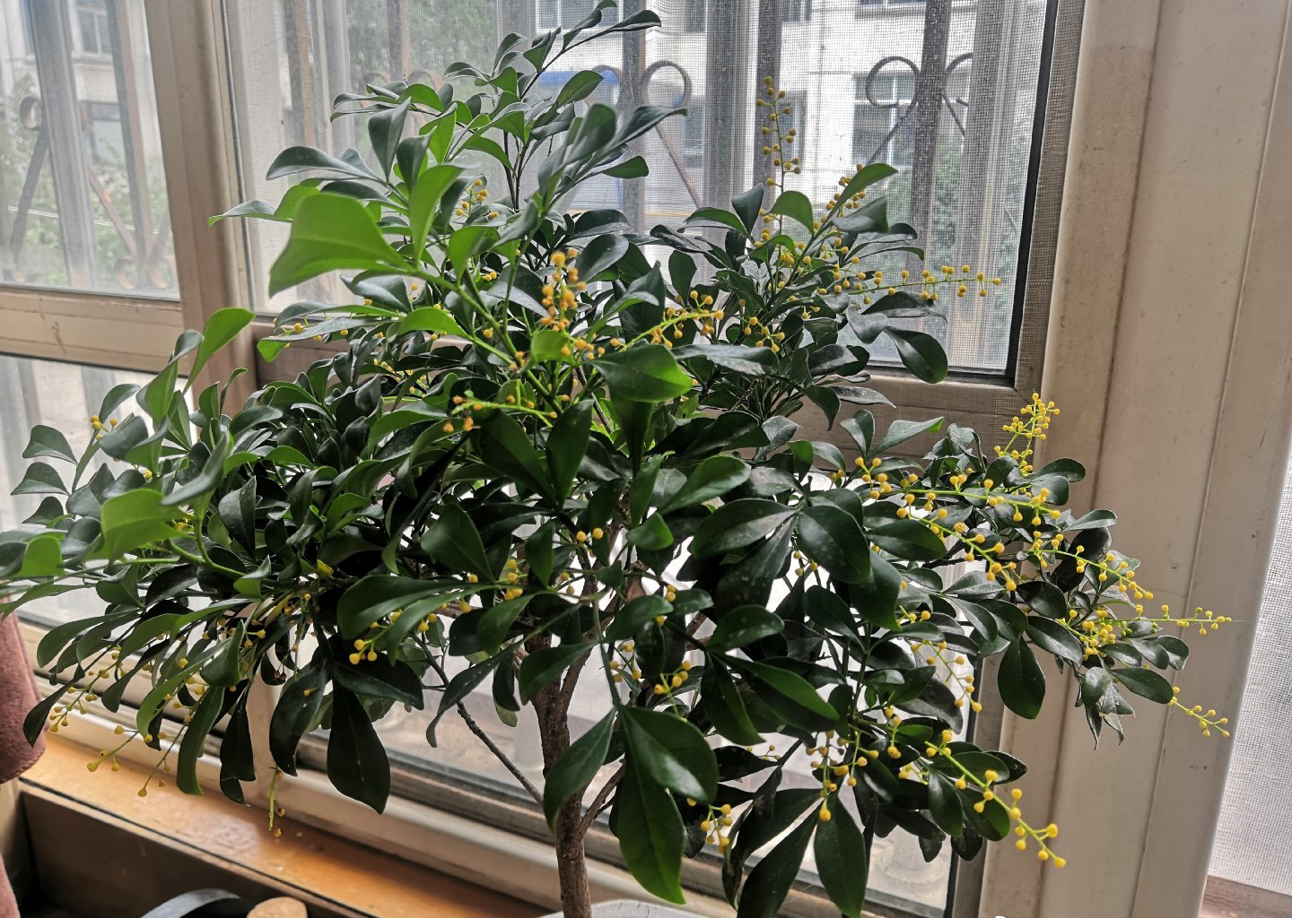 米兰花的四季养护方法和注意事项,米兰花冬天怎么养护和浇水方法