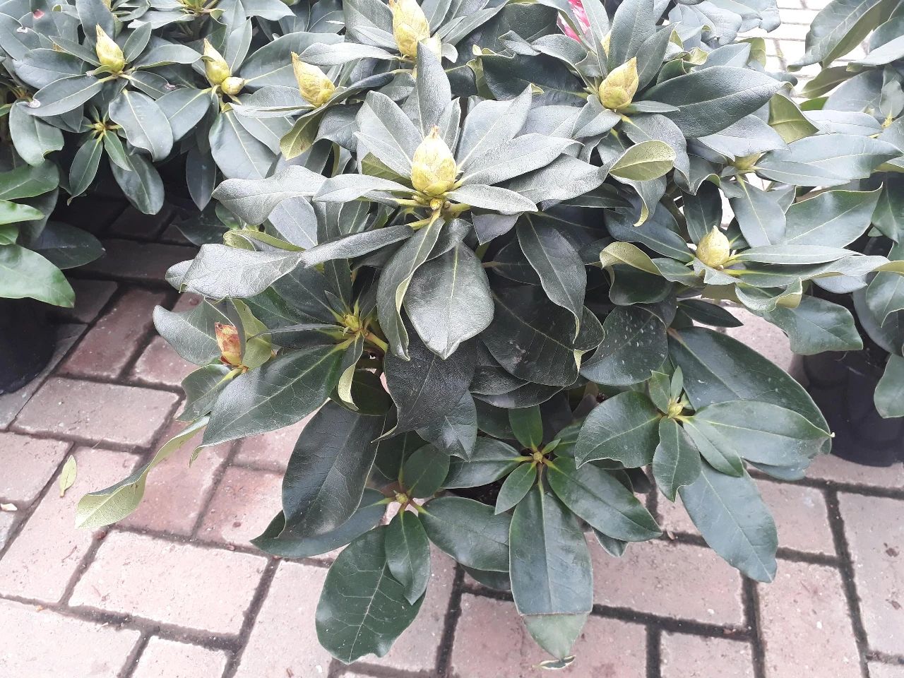 杜鹃花成了光杆戴上塑料袋能活吗,杜鹃花掉花苞后如何管理