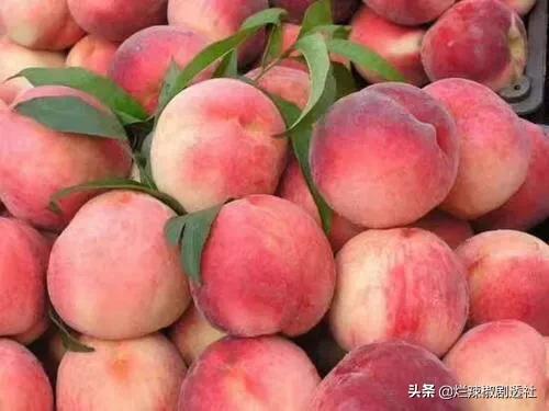 陕西水蜜桃香甜可口你喜欢吃吗,陕西纯甜的水蜜桃