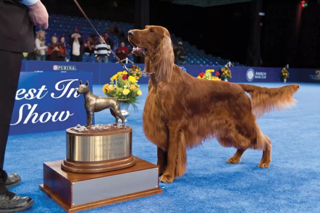 最齐全的狗狗品种介绍及图片,带你了解一下常见狗狗的品种