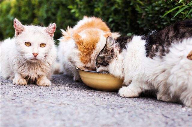 如果你想养一只猫,如果你想养一只小猫你会怎么样