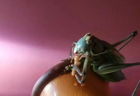 不是百日虫吗?为什么我的蝈蝈6天就挂了