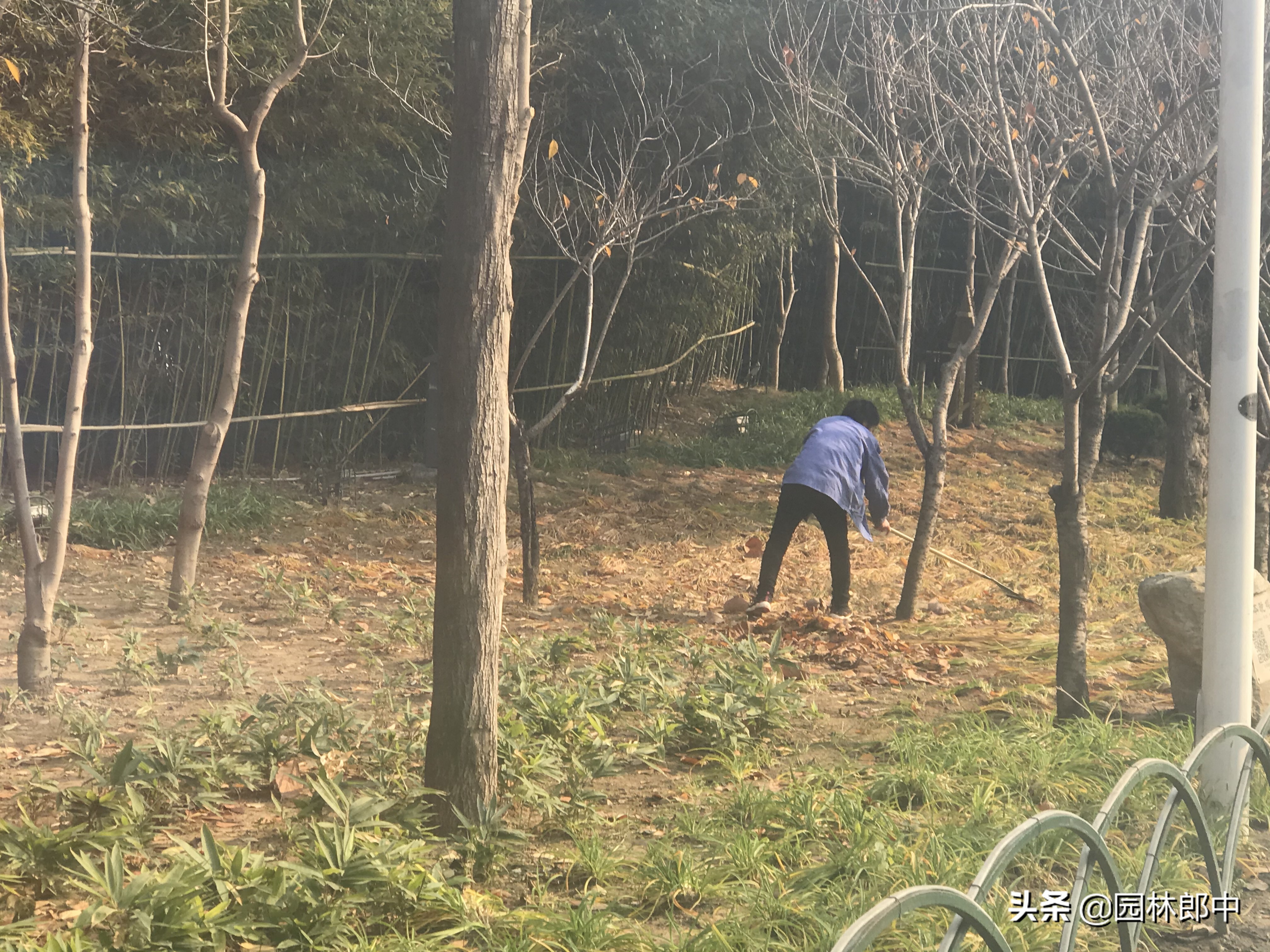 苗木防冻最简单的方法,苗木清园用药