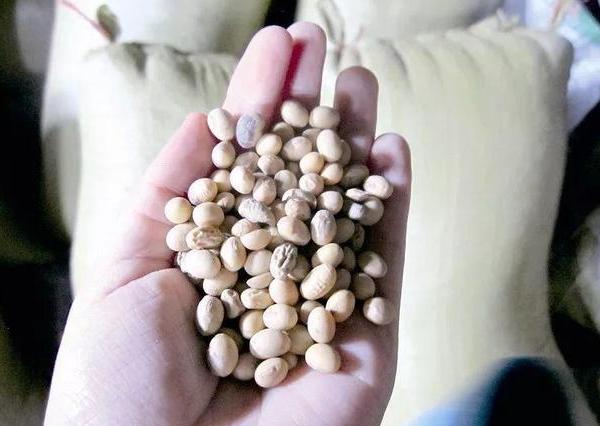 绿萝钾肥加多了会怎么样,绿萝叶子发黄怎样施肥