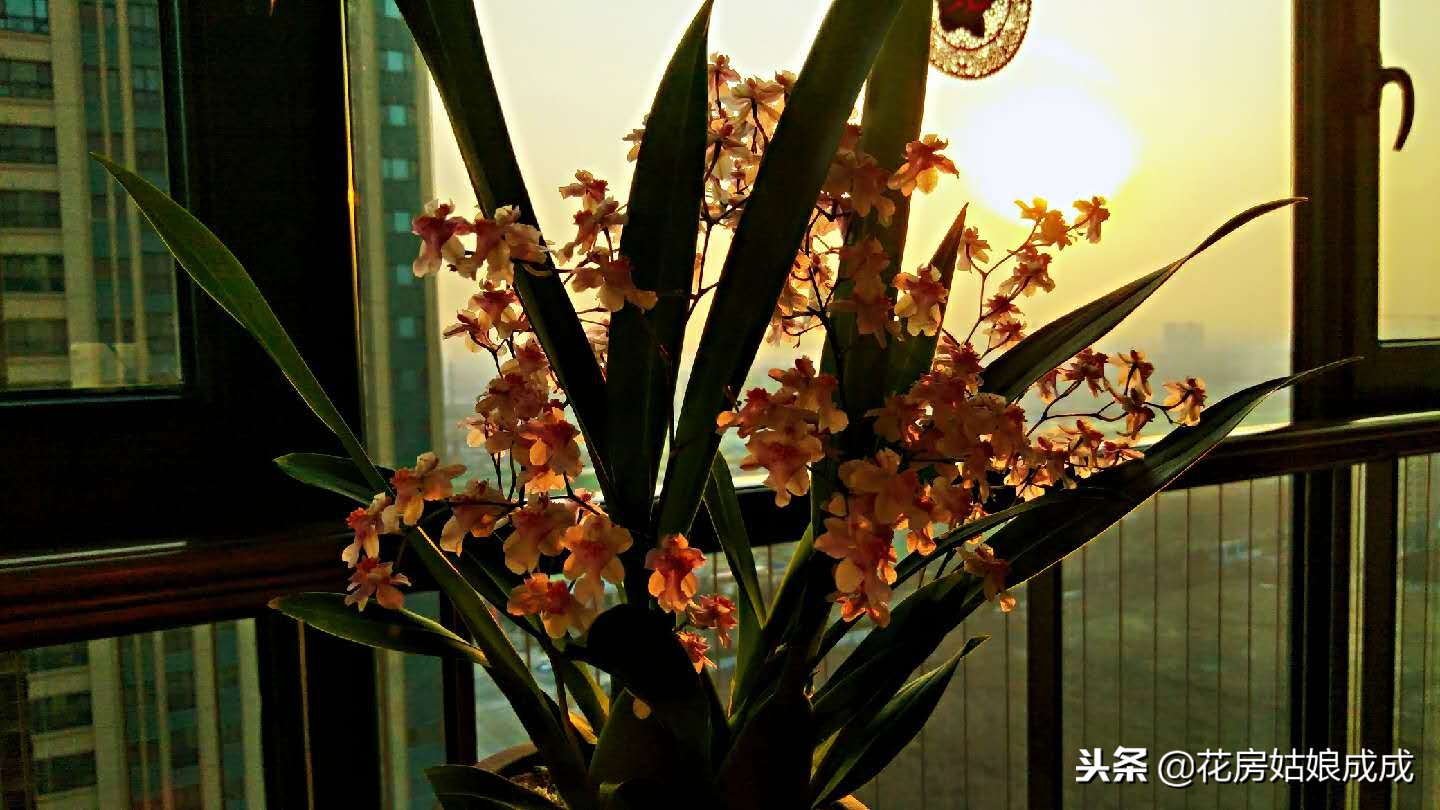 比较好养的兰花种类,什么兰花最好养又香又好看