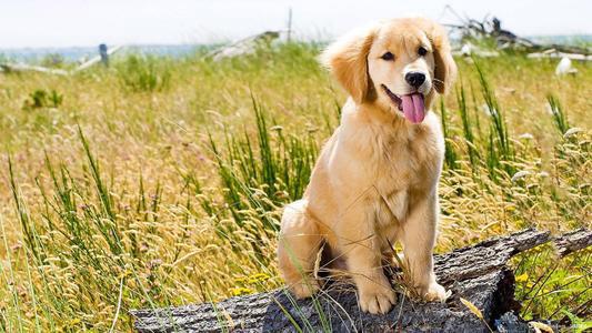 为什么狗狗一直不立耳,为什么狗狗一直不发脾气