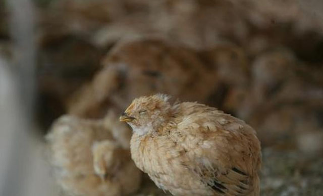 鸡咳嗽甩头呼噜用什么药治疗,鸡感冒呼噜咳嗽喂什么药最好