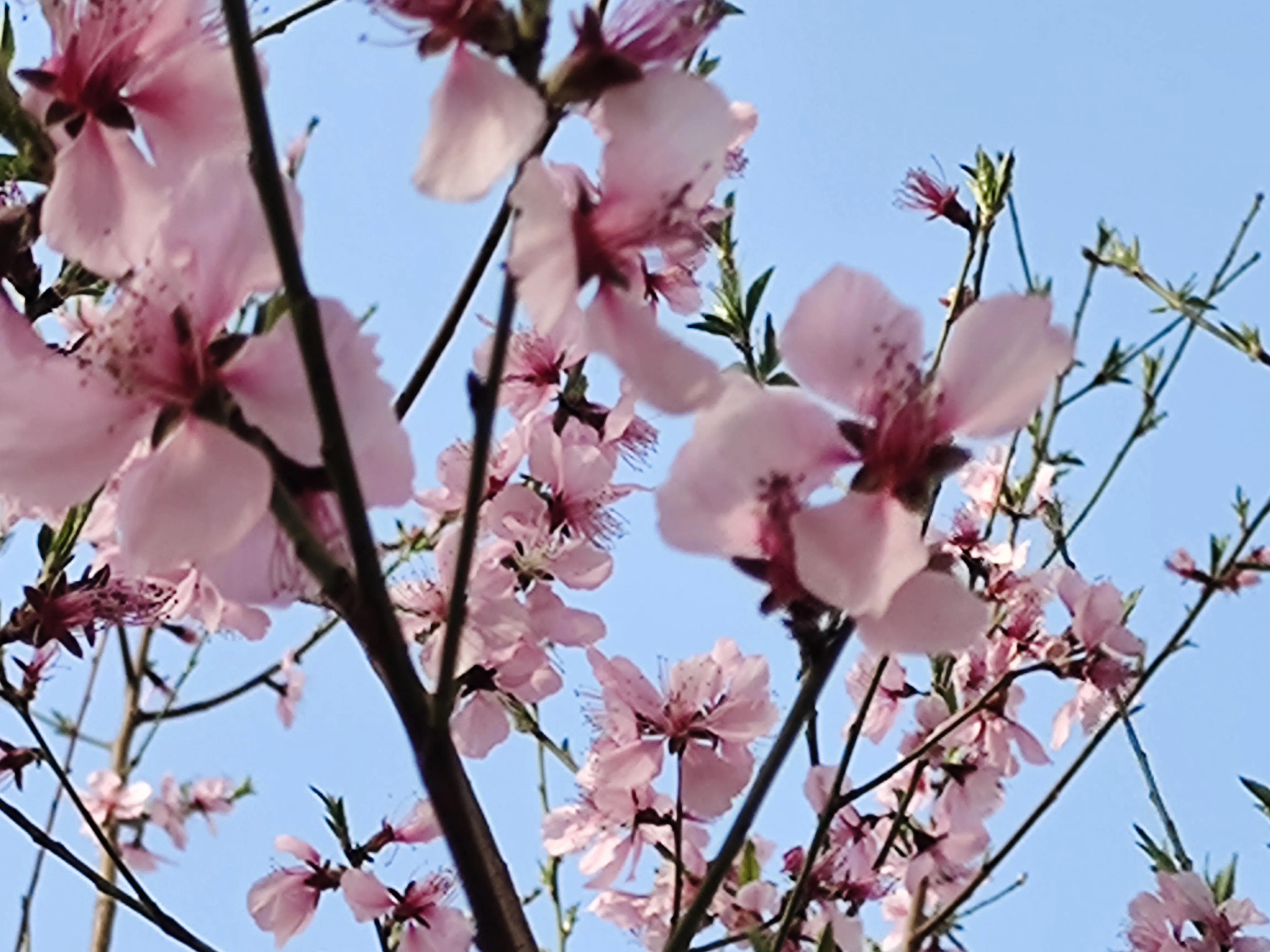 植物标本创意手工作品制作视频,植物标本手工创意