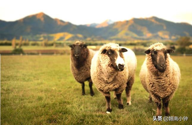山羊疾病预防药,山羊巴氏杆菌治疗方法