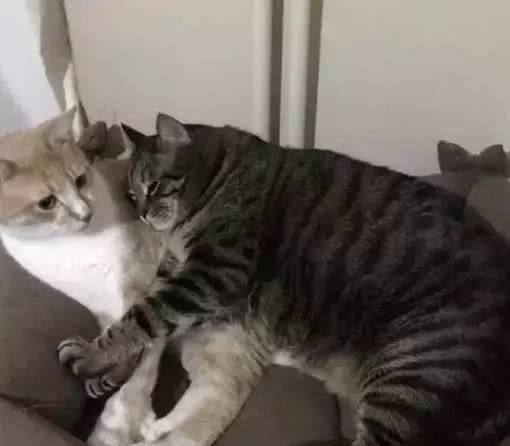 最适合家养的猫排名橘猫,最胖的品种猫排名